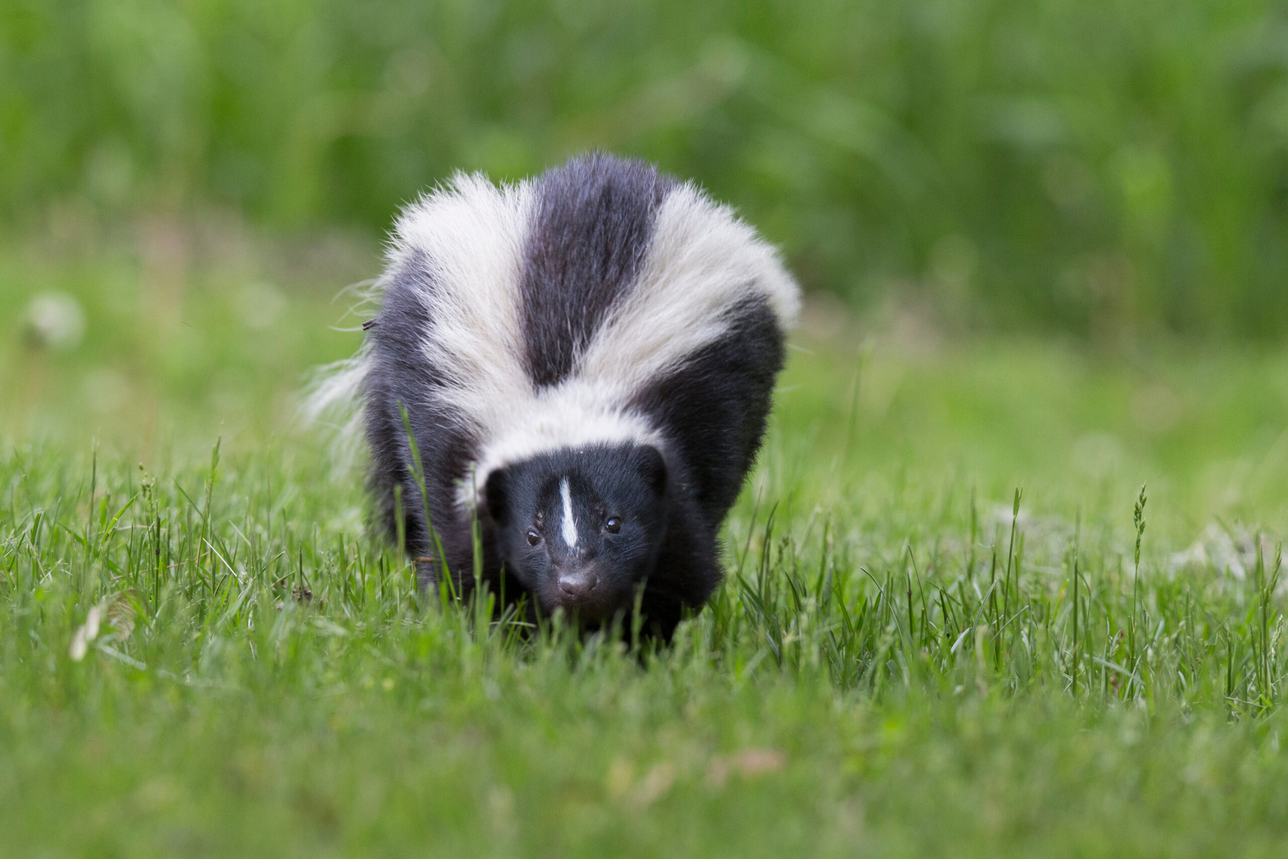 Striped skunk (Mephitis mephitis) in spring Black and white striped skunk walks in green grass.