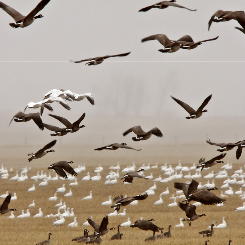 Snow and Canada geese in fall migration Snow and Canada geese during fall migration standing and landing in a mowed farm field on a foggy morning.