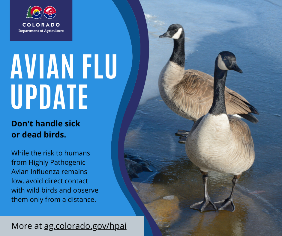 Avian Fly Update: Don't handle sick or dead birds. While the risk to humans from Highly Pathogenic Avian Influenza remains low, avoid direct contact with wild birds and observe them only from a distance.