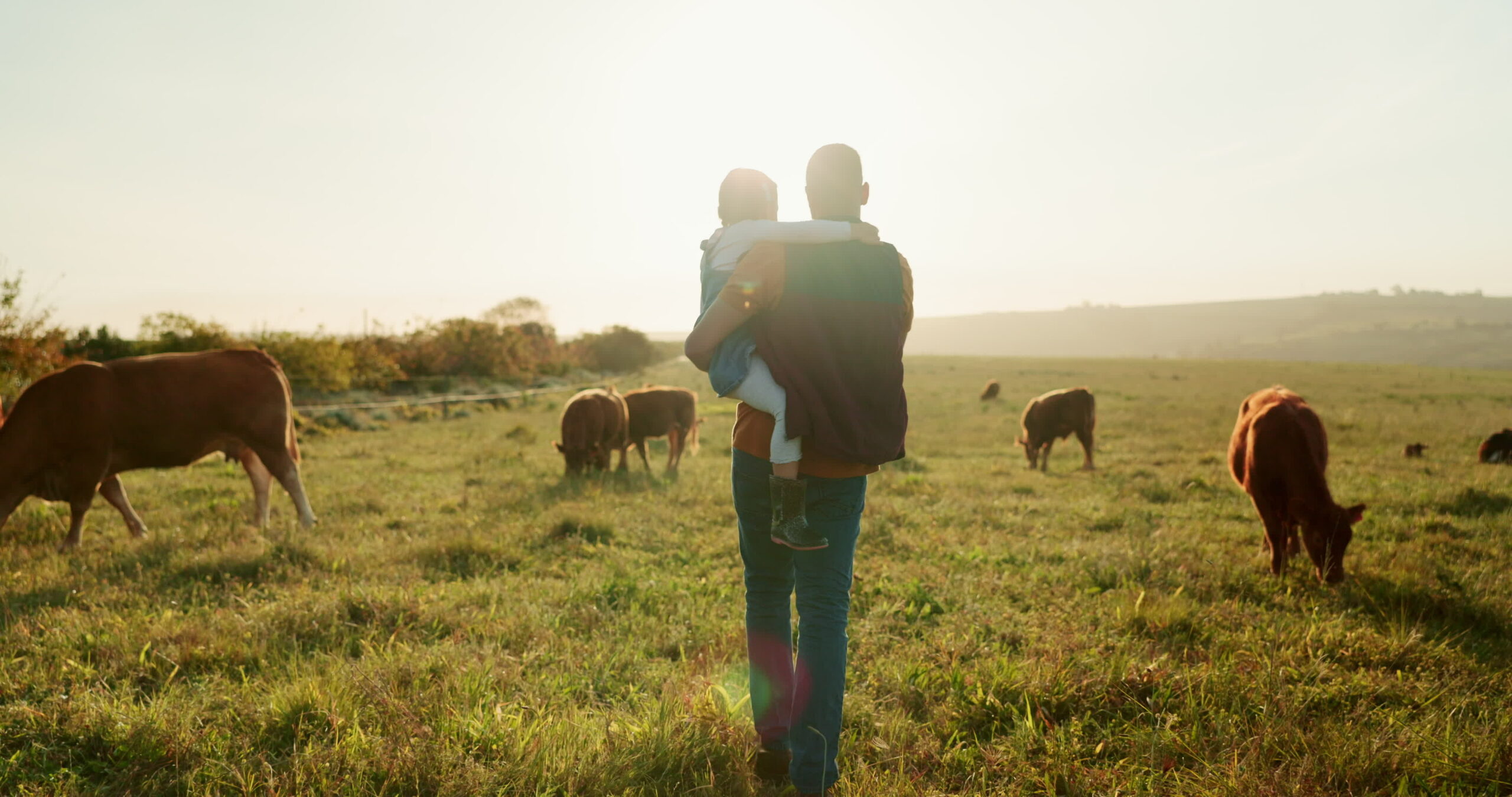 Man carrying a small girl through a field of cows at sunset.